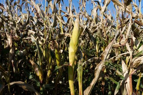 Corn stalks in autumn Fotos Stock