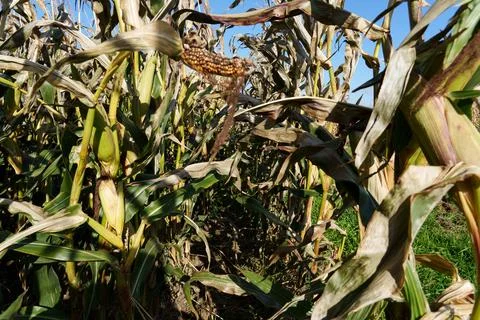 Corn stalks in autumn Фото