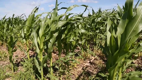 Corn stalks blow in the wind Stock Footage 112309005