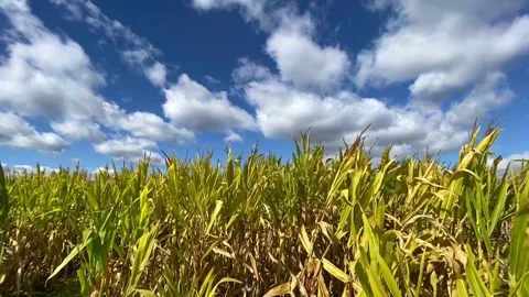 Corn stalks blowing in wind on beautiful fall day. Stock Footage 253763281