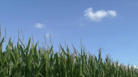 Corn Stalks Blowing in the Wind Stock Footage 824626