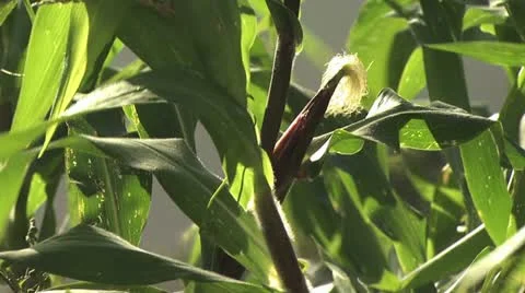 Corn Stalks Blowing In The Wind Video stock 19176332