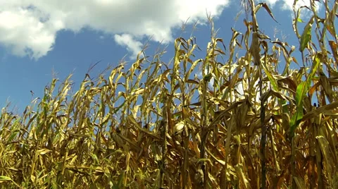 Corn Stalks in the Breeze Stock Footage 37695765
