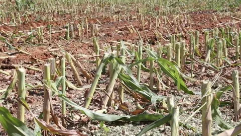 Corn stalks cut after harvest in a field with red soil on a sunny day 스톡 동영상 318832154
