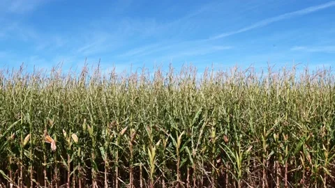 Corn stalks in field blowing in wind Stock Footage 162852939
