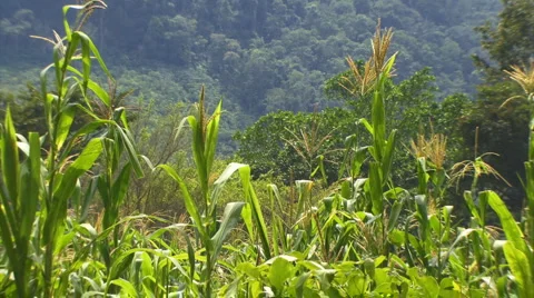 Corn stalks Stock Footage 998648
