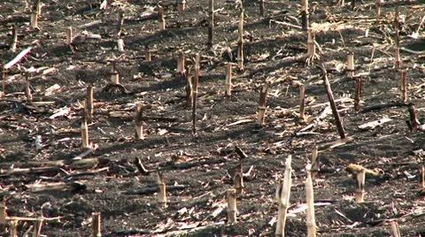 Corn stalks Stock Footage 8853689