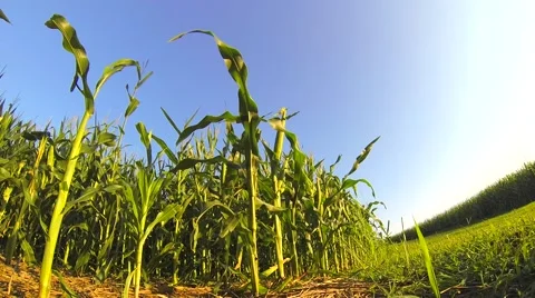 Corn Stalks Stock Footage 58784299