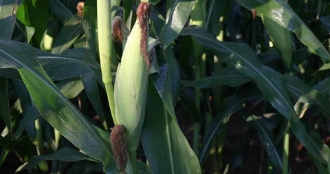 Corn Stalks Stock Footage 96699315