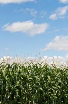 Corn Stalks Growing in a Field Stock Photos