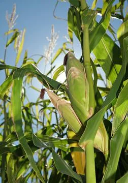 Corn stalks growing Stock Photos
