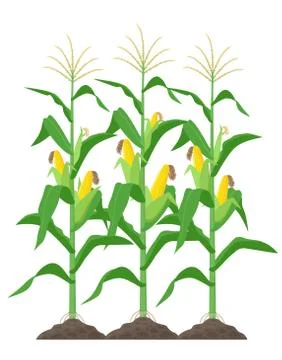 Corn stalks isolated on white background. Green corn plants on the field vector Stock Illustration