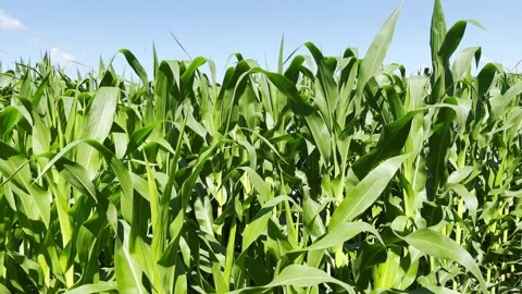 Corn stalks with leaves closeup Stock Footage 337513828