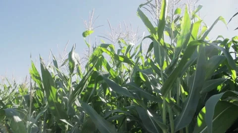 Corn Stalks Moving in the Wind Video stock 42878844
