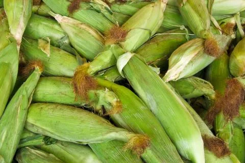 Corn stalks Stock Photos
