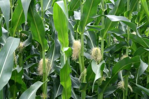 Corn on Stalks Stock Photos
