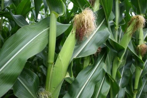 Corn on Stalks Stock Photos
