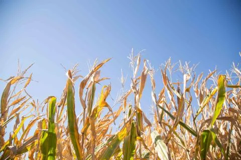 Corn Stalks Stock Photos