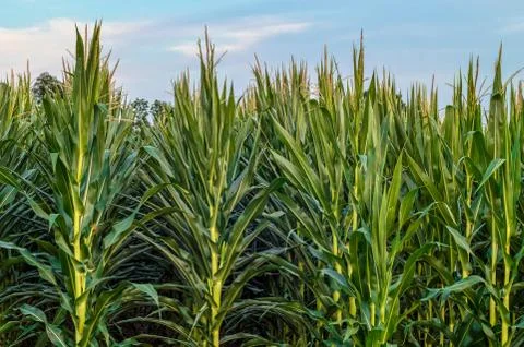 Corn Stalks Stock Photos