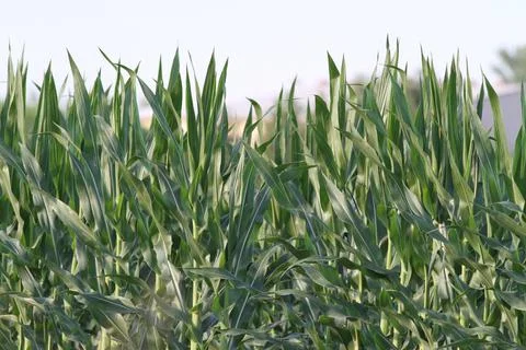 Corn stalks Stock Photos