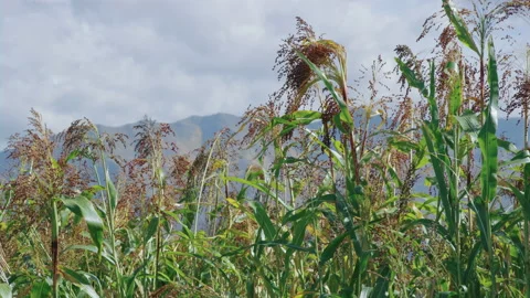 Corn stalks wave in the breeze with mountains and clouds behind Stock Footage 202233802