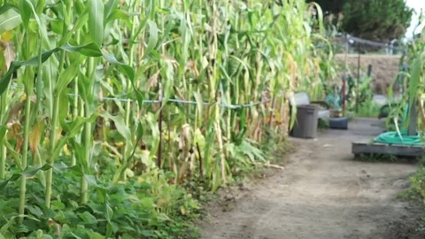 Corn Stalks in the Wind at a Community Garden Stock Footage 84033925