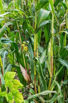 Corn stalks with young ears Stock Photos