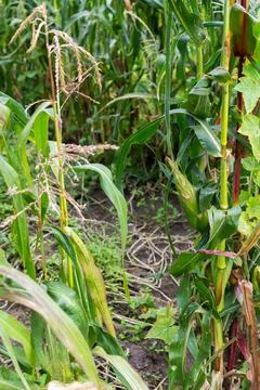Corn stalks with young ears Stock Photos
