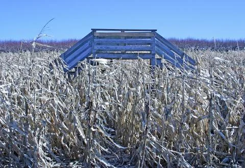 Corn Stand Stock Photos