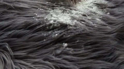 Corn starch cornflour powder on long hair fur carpet for cleaning. Stock Footage 170763362