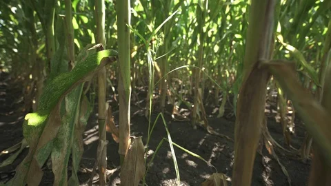 Corn stem on corn field Stock-Footage 123782943