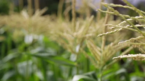 Corn stem Stockbeeldmateriaal 151823572