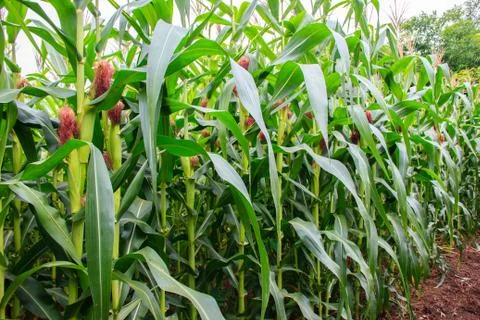 Corn stems and corn cob Stock Photos