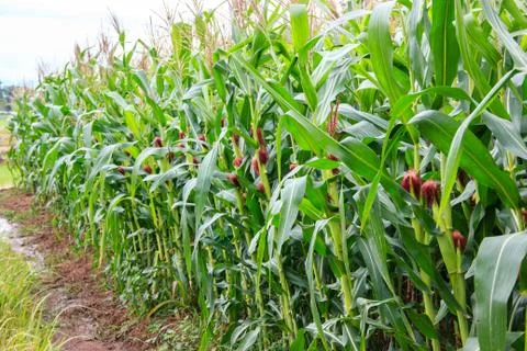 Corn stems and corn cob Stock Photos