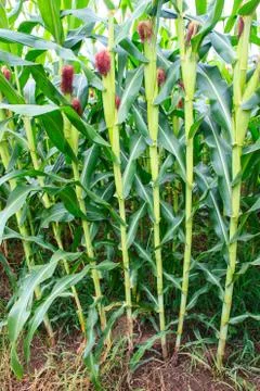 Corn stems and corn cob Stock Photos