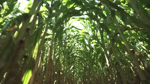 Corn stems - coridor on corn field 動画素材 123783356