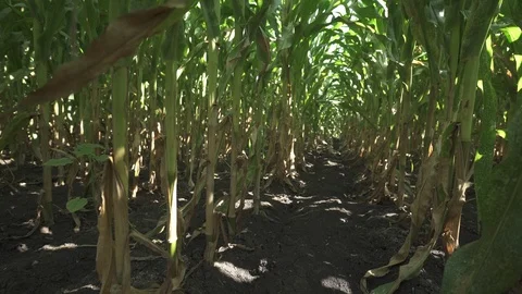 Corn stems - coridor on field Видео 123783303