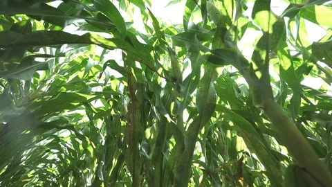 Corn stems on corn field Stock-Footage 123783041