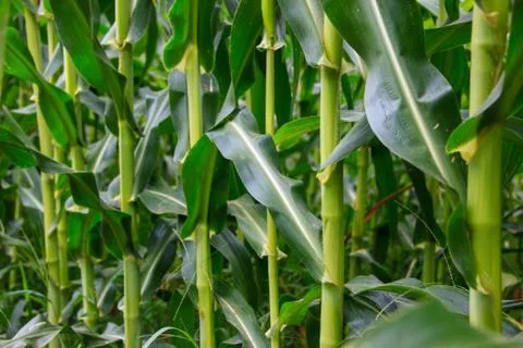 Corn stems Stock Photos