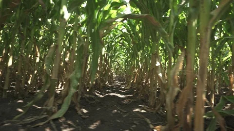 Corn stems in rows 動画素材 123783395