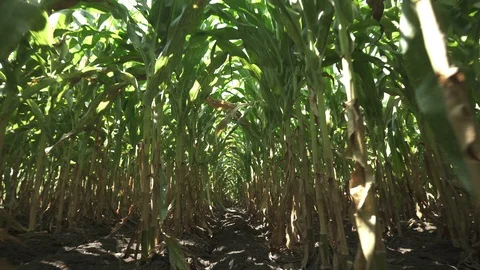 Corn stems in shadows 스톡 동영상 123783756