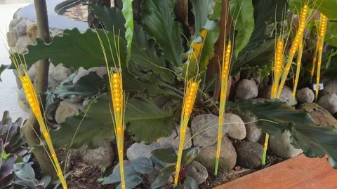 Corn Straw Lamp and PLant garden Vídeo Stock 342625522