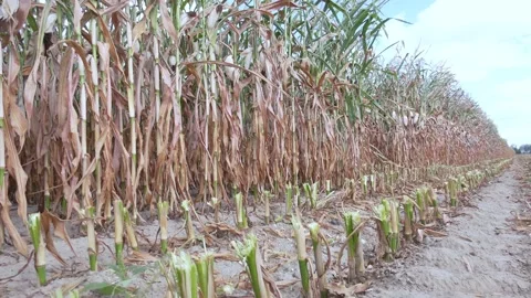 Corn stubble and chaff in autumn field after corn harvest Stock Footage 223818084