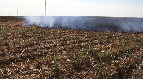 Corn stubble burning Stock Footage 56512384