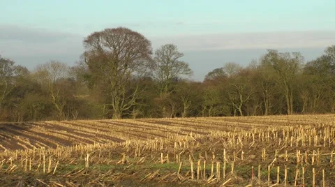 Corn stubble in field Stock Footage 46396844