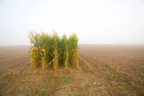 Corn stubble field with leftover rows Stock Photos