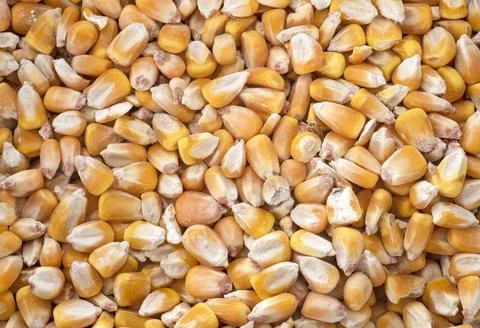 Corn in studio Stock Photos