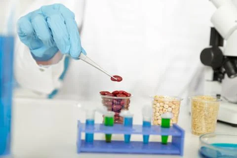 Corn subject to selection in Microbiological laboratory Foto stock