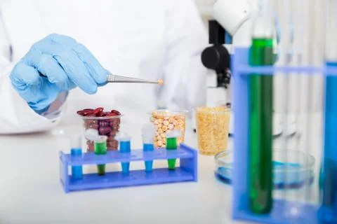 Corn subject to selection in Microbiological laboratory. Stock Photos