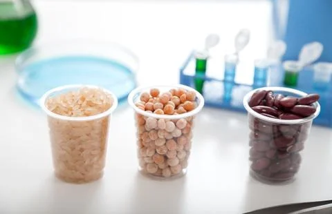 Corn subject to selection in Microbiological laboratory. Stock Photos